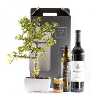 מארז בונסאי עץ השפע