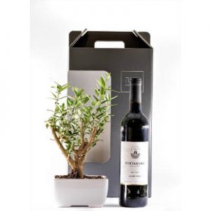 מארז בונסאי זית